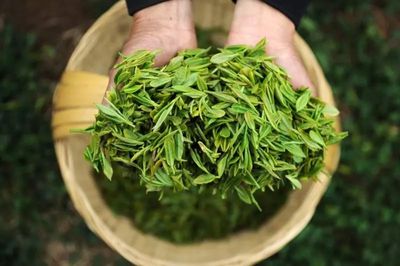 清明時節話春茶丨網傳“春茶含過量農藥”是真的嗎?