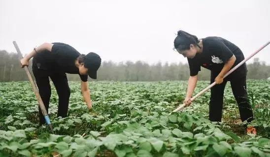 37名女高材生,放棄高薪返鄉(xiāng)種雜糧,收入破千萬