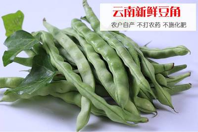 云南新鮮蔬菜蕓豆豆角農家自種青扁豆豆米大四季豆5斤